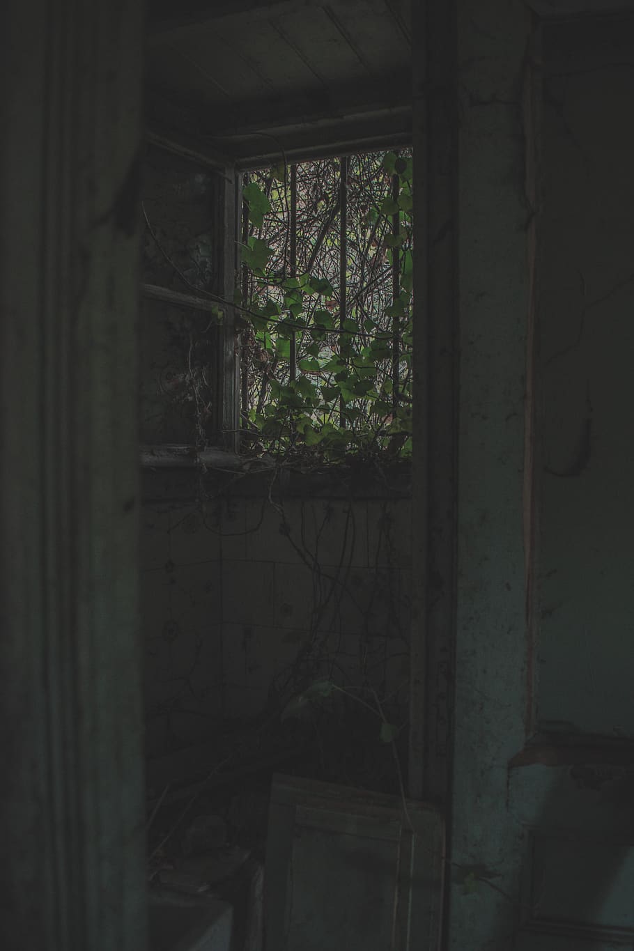 vine plants creeping into window, architecture, abandoned, no people HD wallpaper