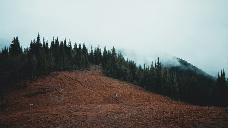 mountain and brown field view, plant, tree, fir, abies, conifer HD wallpaper