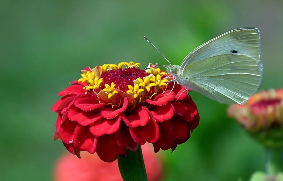 butterfly, white, insect, flower, zinnia, wing, macro, nature HD wallpaper