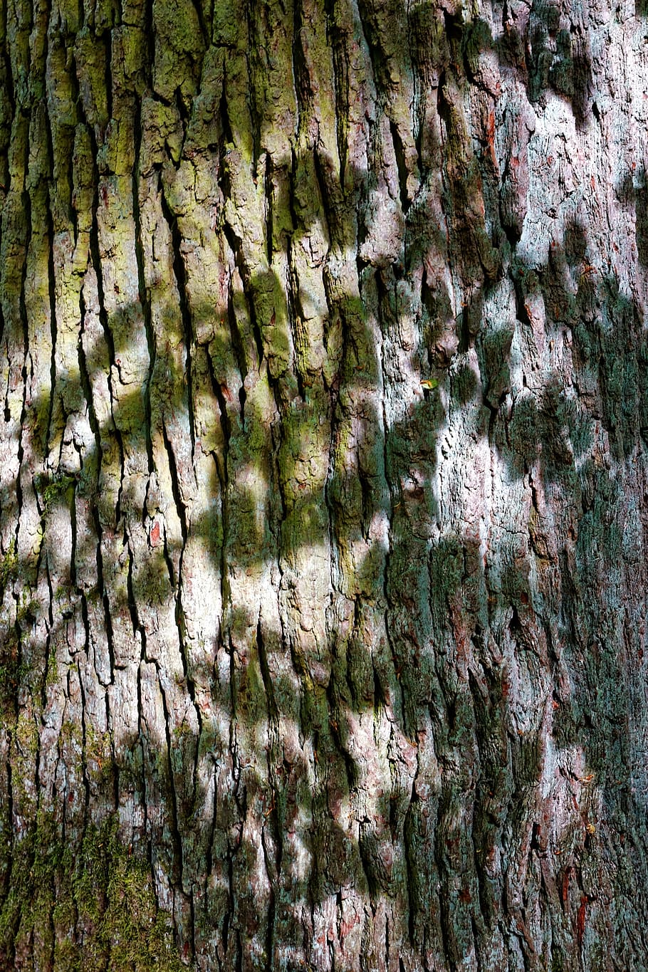 tree, tree bark, nature, log, structure, tribe, pattern, wooden structure HD wallpaper