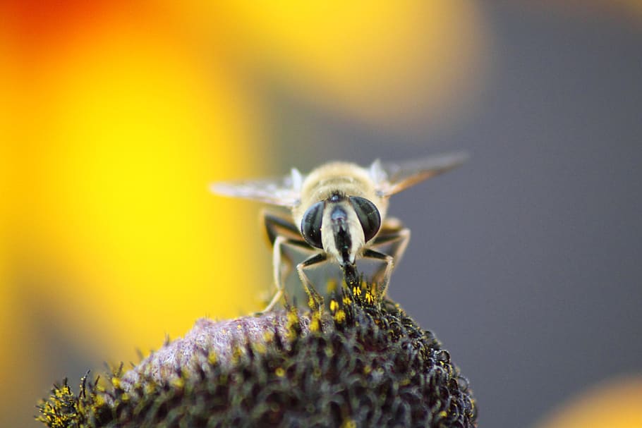 bee, nature, insect, invertebrate, one animal, close-up, flower HD wallpaper