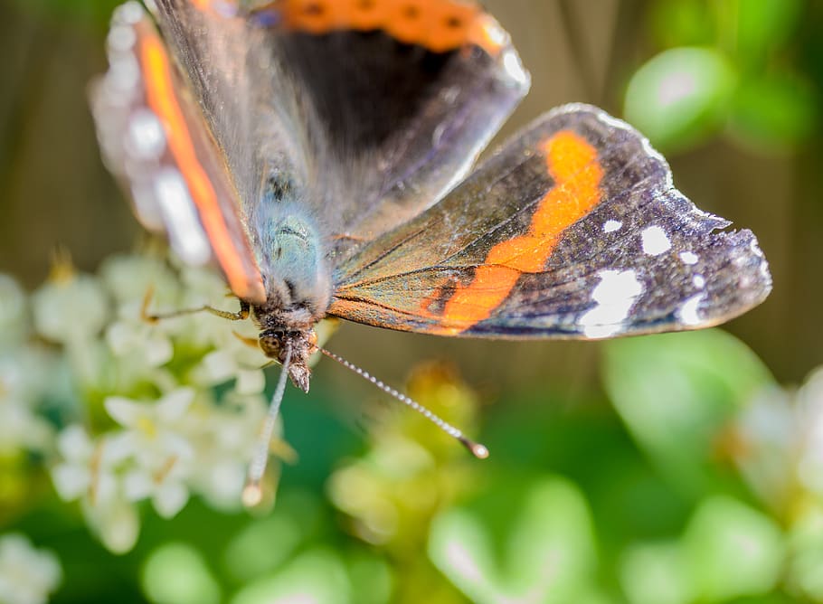 Blurred shot of a butterfly in a garden., wing, scales, colorful, HD wallpaper