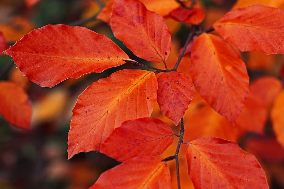 beech leaves, fall foliage, autumn, fall color, autumn colours, HD wallpaper