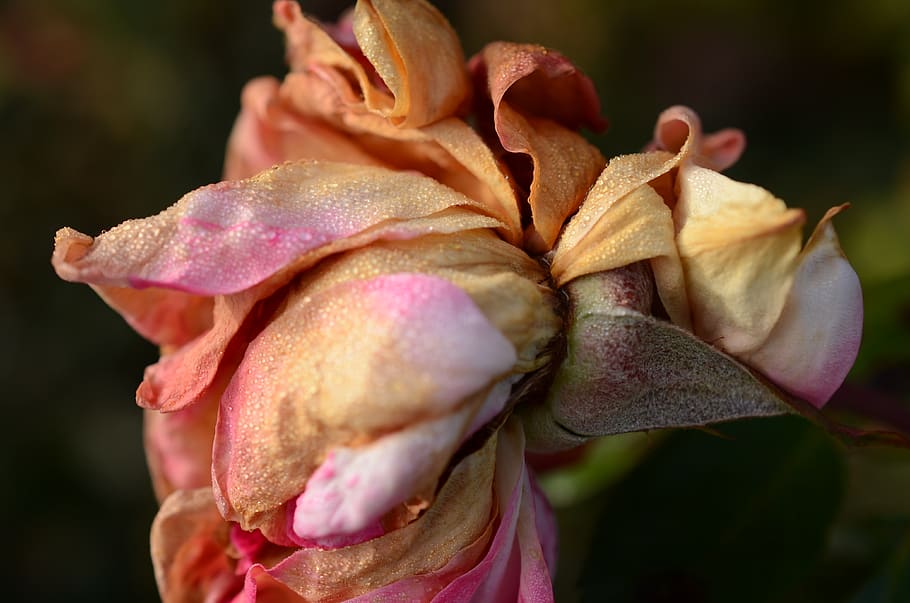 withered, wet, dew, rose, old, close-up, flower, vulnerability HD wallpaper