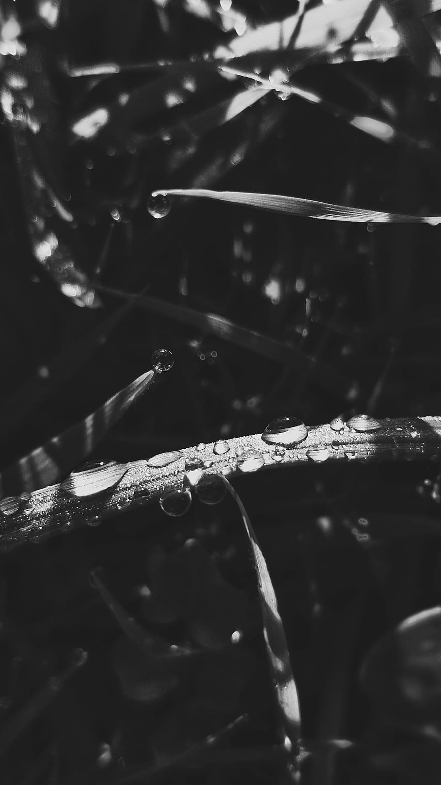Raindrops on tall grass., selective focus, close-up, no people HD wallpaper
