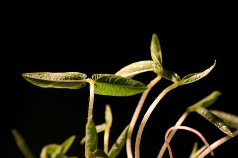 seedling, rung, plant, engine, young, scion, germ leaves, bio HD wallpaper