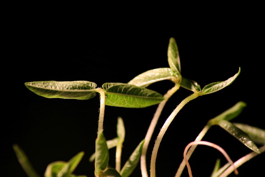 seedling, rung, plant, engine, young, scion, germ leaves, bio HD wallpaper