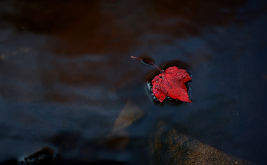leaf, leaves, autumn, red, colour, season, stream, forest, river HD wallpaper