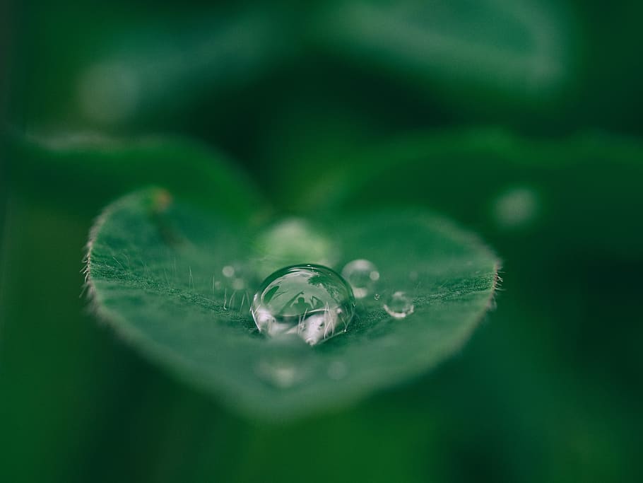 green, leaf, plant, nature, wet, rain, water, drops, close-up HD wallpaper