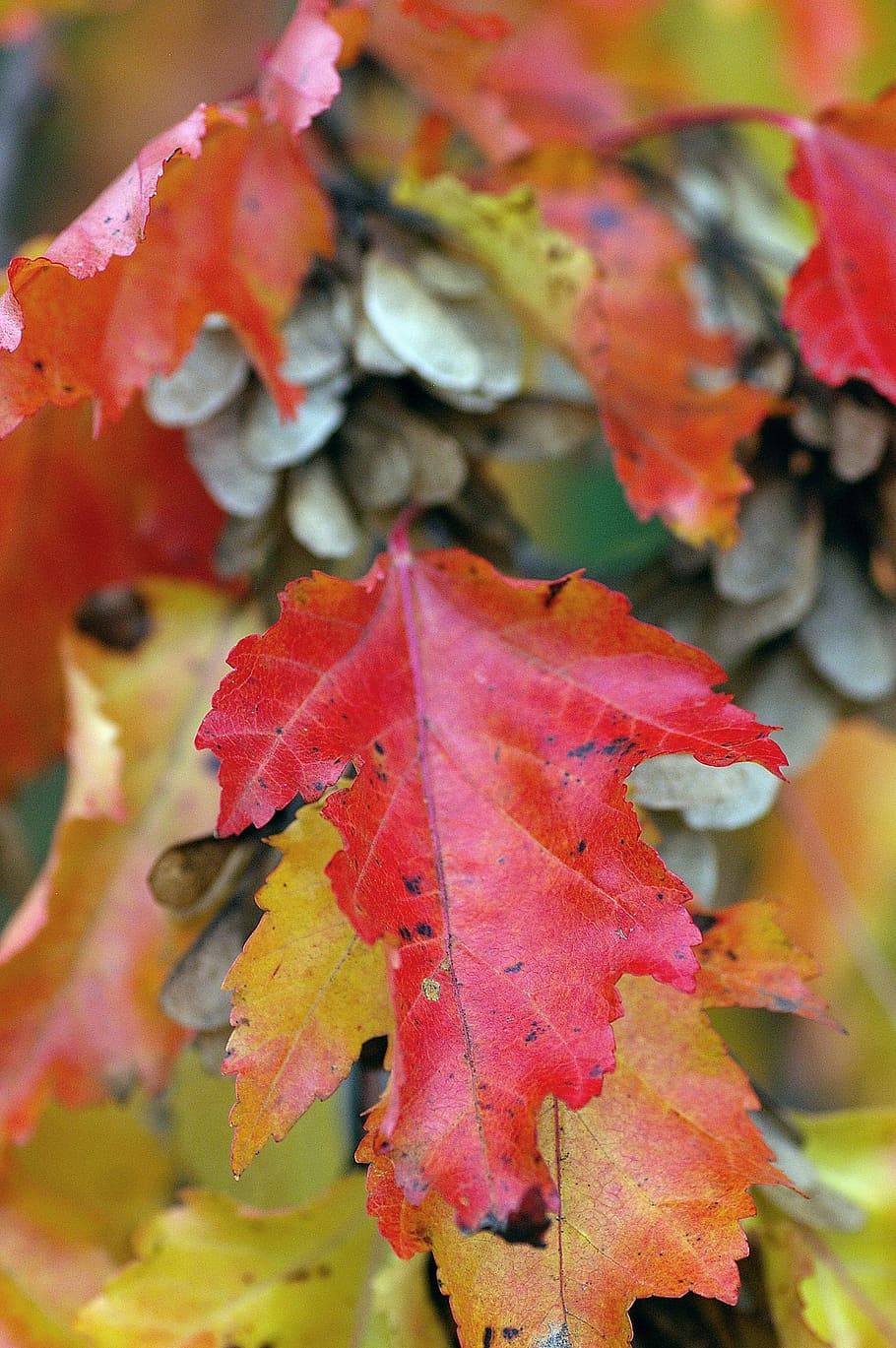 trees, leaves, autumn, fall, red, orange, gold, green, seasons HD wallpaper