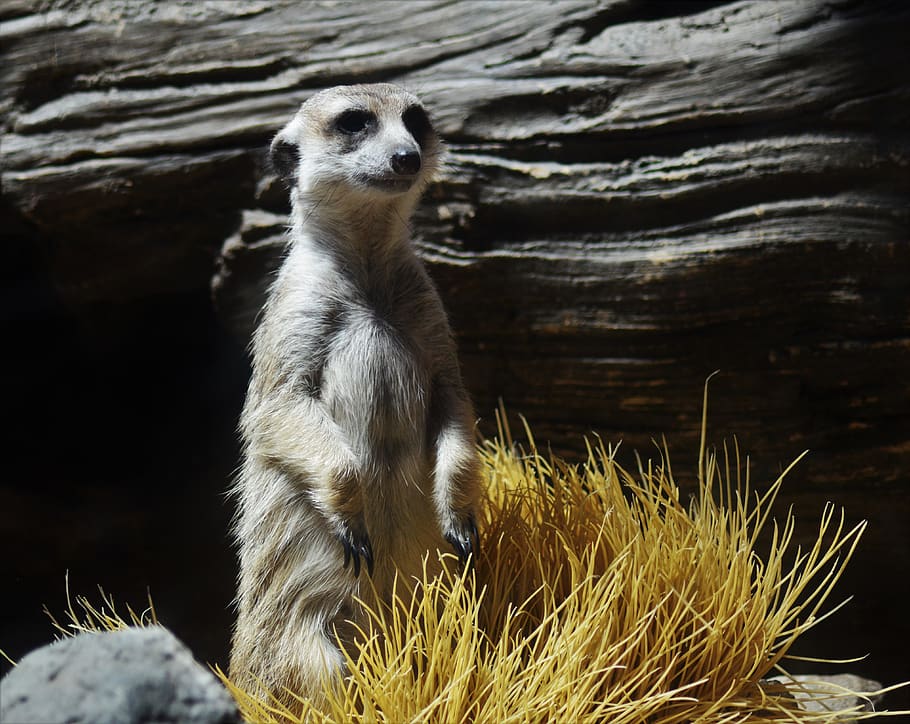 murcat, animal, animal wildlife, animals in the wild, one animal HD wallpaper