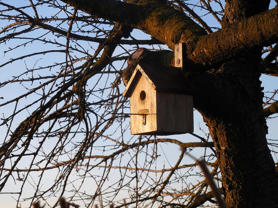 aviary, bird, house, tree, garden, nesting box, bird's nest, HD wallpaper