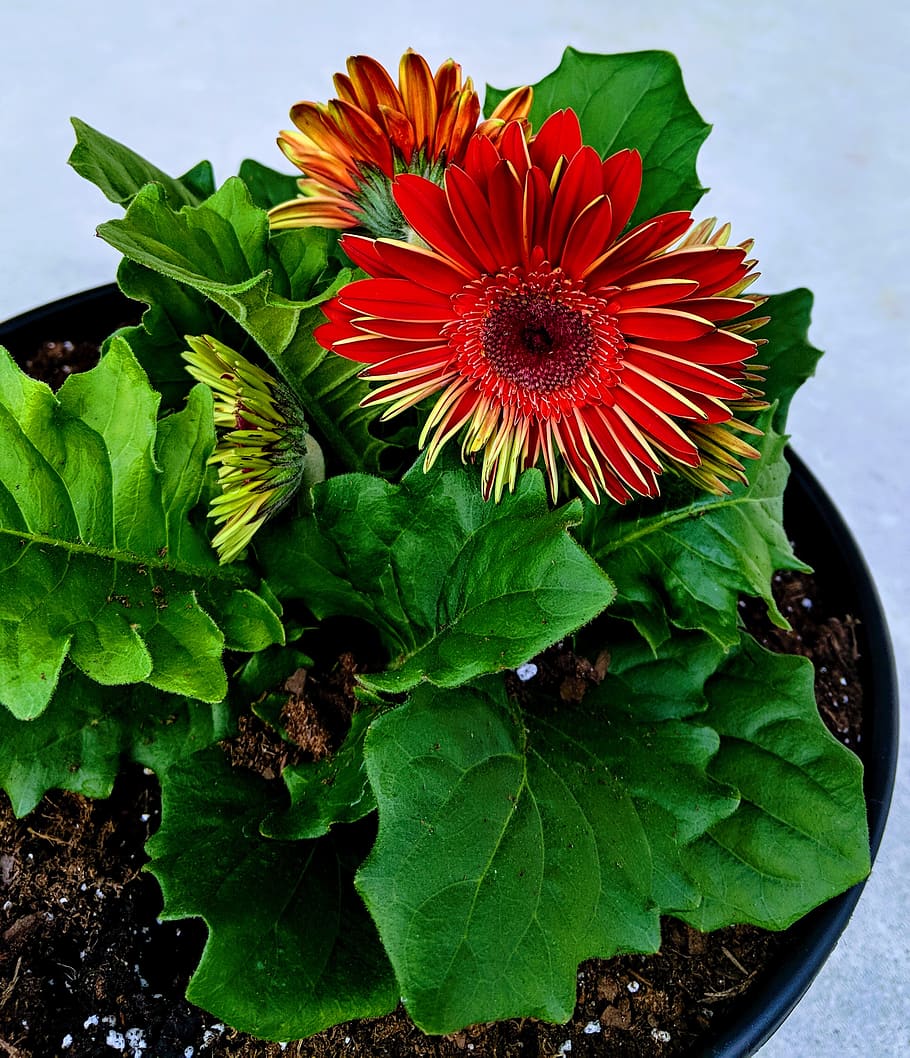flowering plant, leaf, freshness, plant part, growth, beauty in nature HD wallpaper