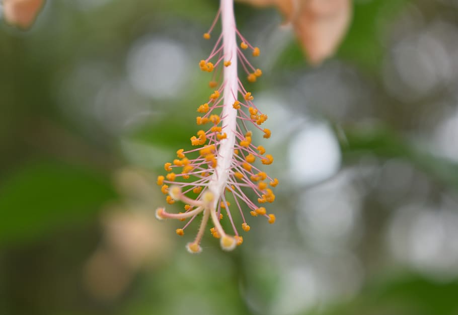 flower, abstract, nature, plant, growth, beauty in nature, close-up HD wallpaper