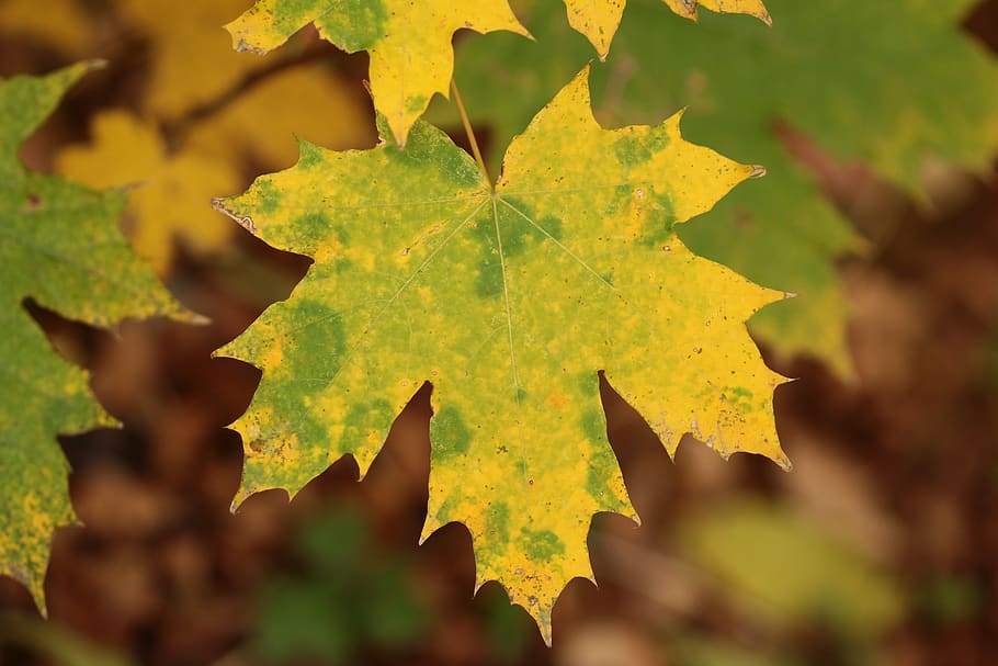 leaf, plant part, yellow, nature, close-up, growth, no people HD wallpaper