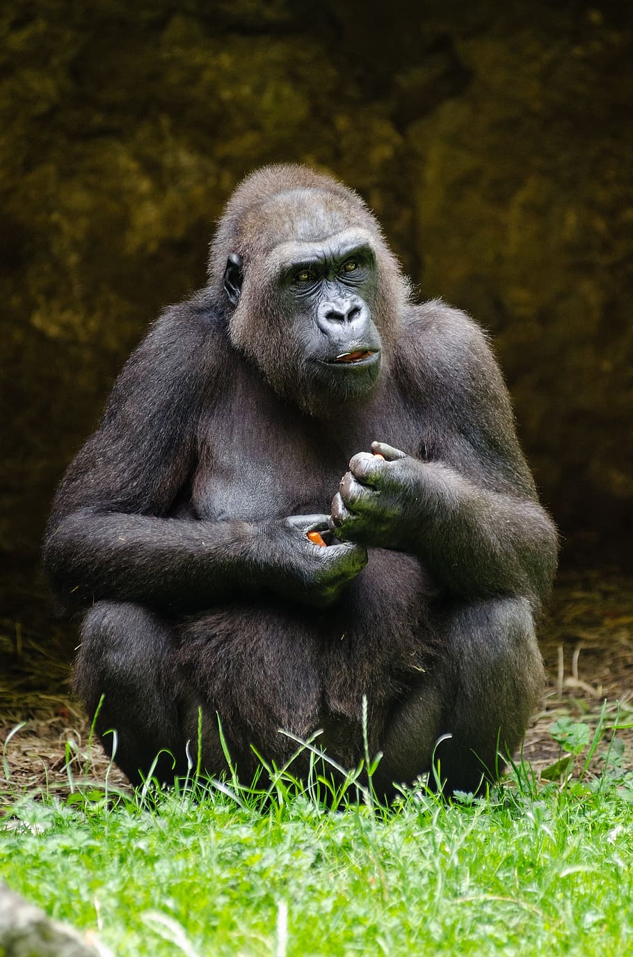gorilla, sitting, thoughtful, thinking, zoo, animal, primate HD wallpaper
