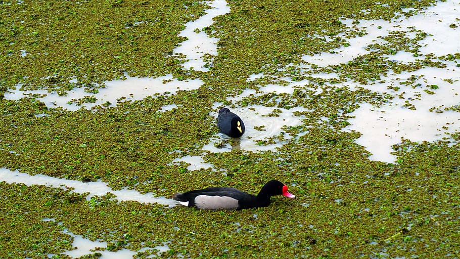 birds, ducks, laguna, plant, high angle view, animal themes HD wallpaper