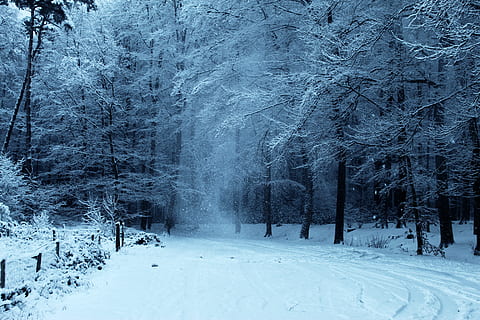 trees covered with snow, nature, outdoors, winter, ice, forest HD wallpaper
