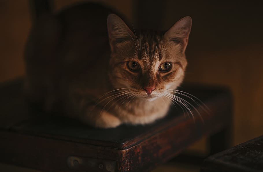 black, brown, cats, chairs, pets, domestic, domestic cat, domestic animals HD wallpaper