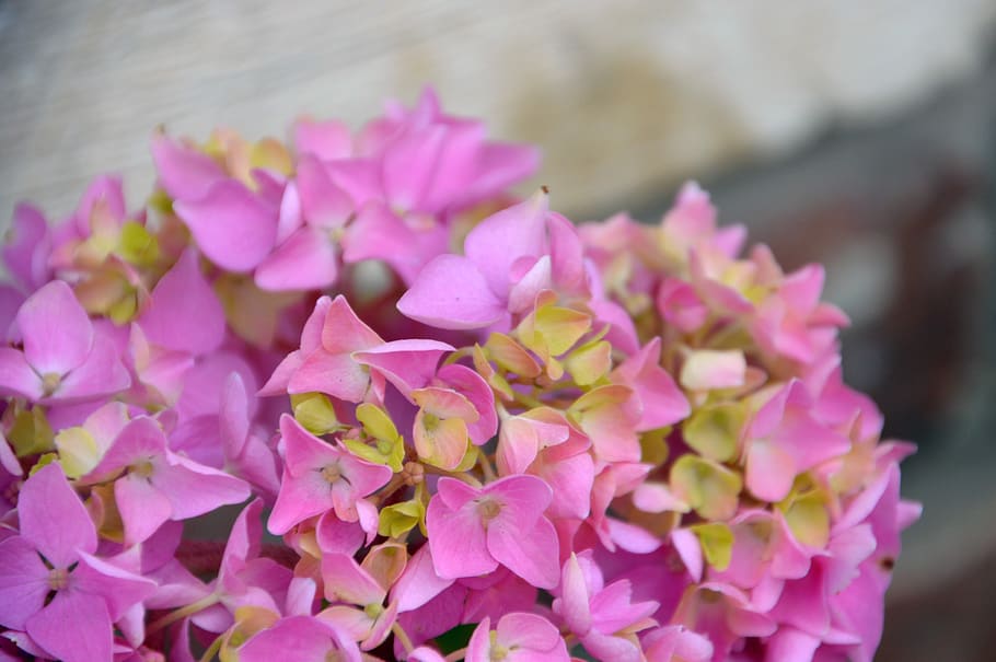 hydrangea, flower, plant, summer, petals, pink, flora, decor HD wallpaper