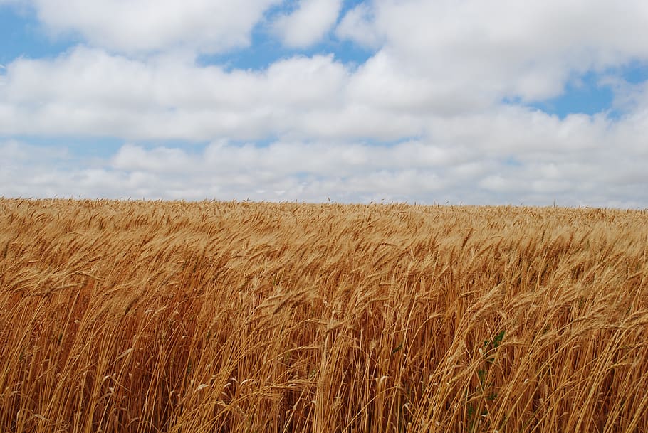 field, fall, harvest, rural, seasonal, cloud - sky, agriculture HD wallpaper