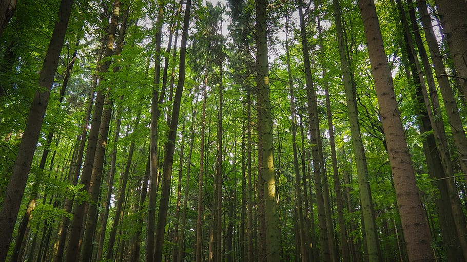 czechia, tree, plant, forest, land, tranquility, beauty in nature HD wallpaper