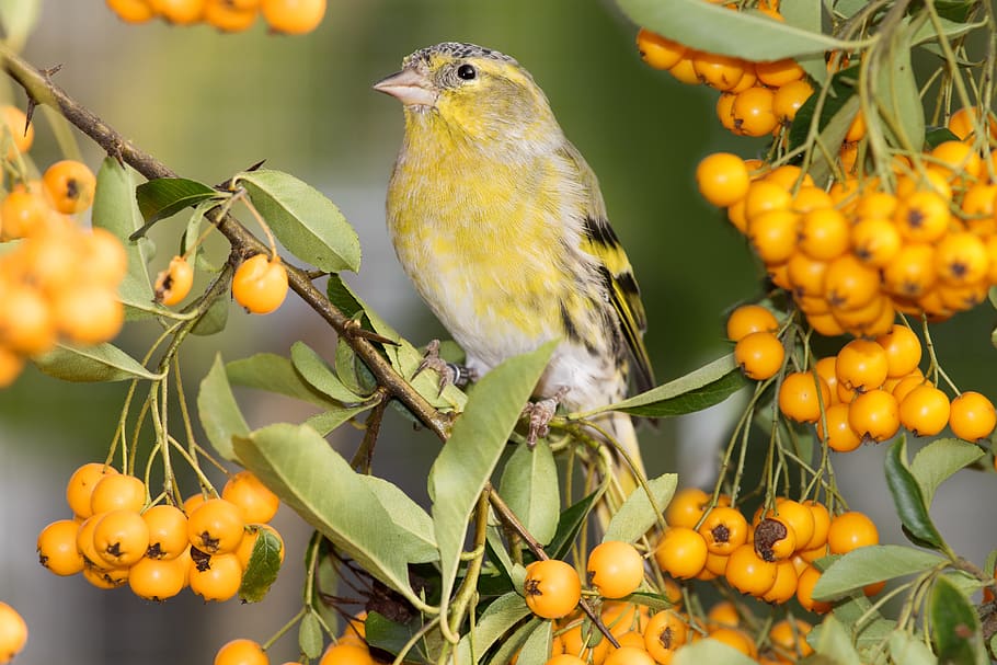 siskins, fink, male, finch, bird, sitting, bill, nature, feather, HD wallpaper