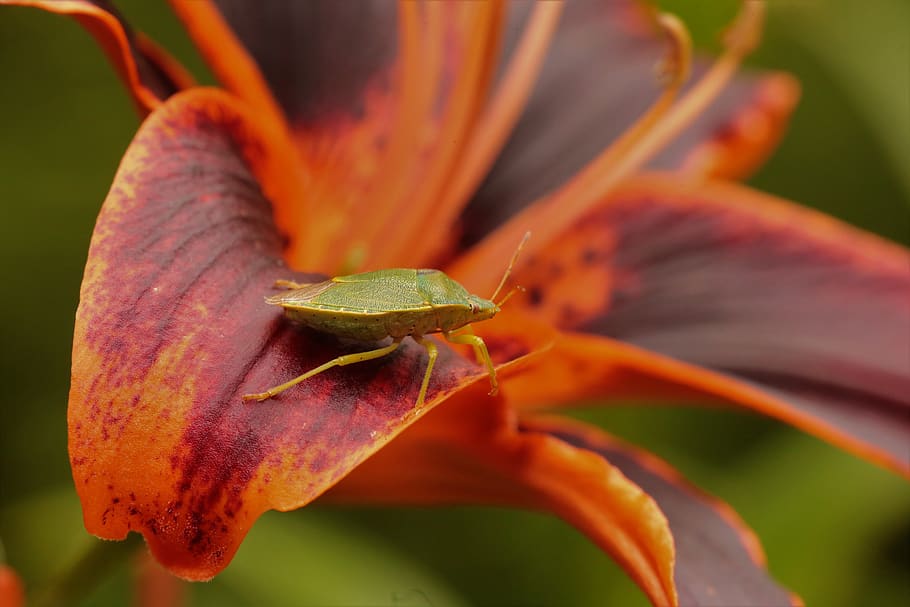 bug, flower, nature, close-up, invertebrate, flowering plant HD wallpaper