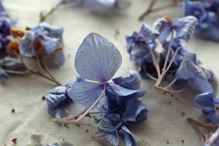 blue petaled flowers, flowering plant, close-up, freshness, vulnerability HD wallpaper