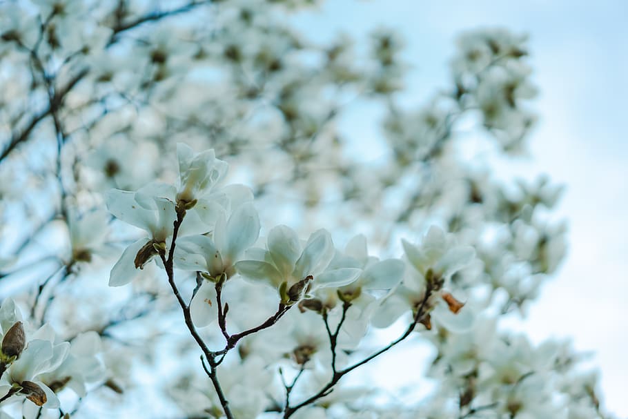 white flowers, plant, flowering plant, vulnerability, growth HD wallpaper