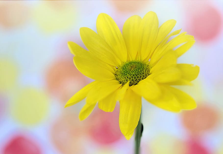 daisy, yellow, text space, background, nature, flower, flora HD wallpaper