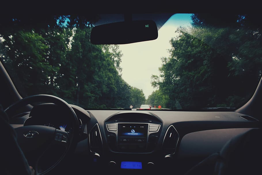 trees, backseat, car, driving, travel, transportation, gloomy HD wallpaper