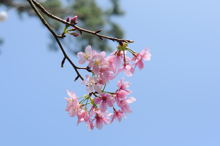 flower, branch, nature, tree, flowering plant, fragility, pink color HD wallpaper