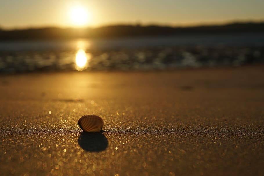 sunset, shell, sand, sea, water, beach, land, nature, selective focus HD wallpaper