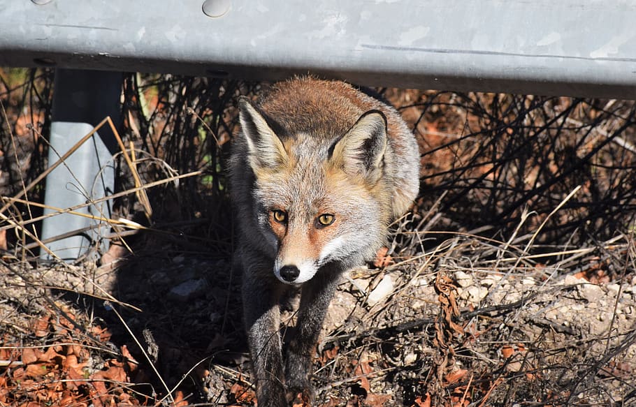 brown animal, wildlife, fox, mammal, canine, kit fox, red fox HD wallpaper
