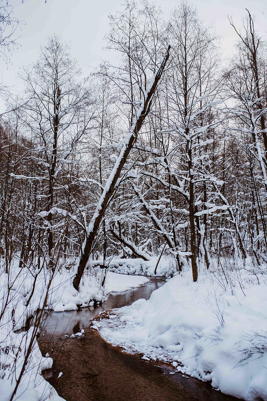 snow, park, tree, trees, river, cold, winter, frozen, season HD wallpaper