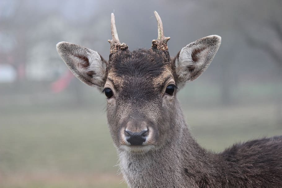 roe deer, fallow deer, antler, wild, forest animal, young animal, HD wallpaper