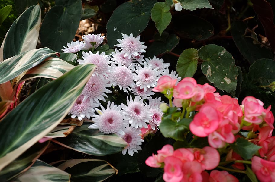 canada, vancouver, flower, flowering plant, freshness, beauty in nature HD wallpaper