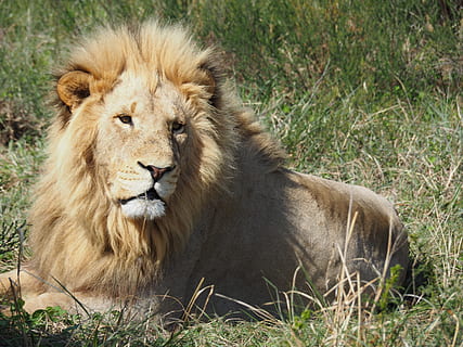lion laying on ground, animal, mammal, wildlife, south africa HD wallpaper