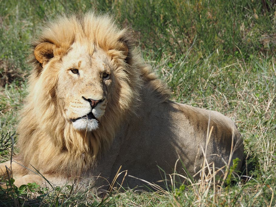 lion laying on ground, animal, mammal, wildlife, south africa HD wallpaper