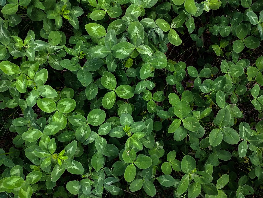 vegetable, organic, green, closeup, agriculture, field, grass HD wallpaper