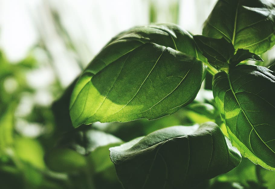 Selective Focus Photography of Green-leafed Plant, close-up, colors HD wallpaper