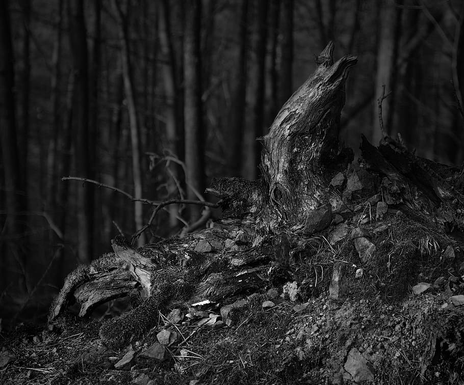 forest, trunk, roots, misterious, tree, land, tree trunk, plant HD wallpaper