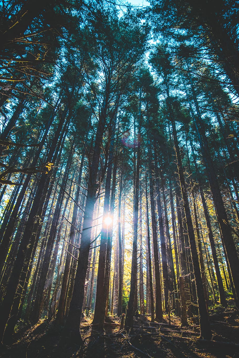 tall trees under sunny sky, bamboo, flora, plant, oregon, sunlight HD wallpaper
