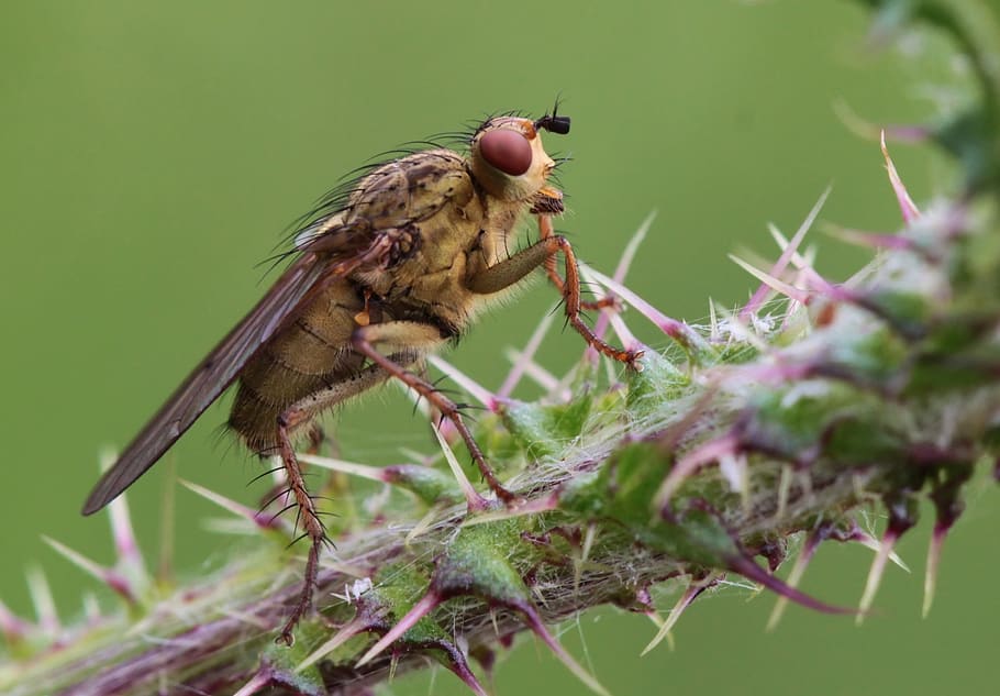 Brown Cockroach on the Spike Stem, hairy, insect, legs, macro HD wallpaper
