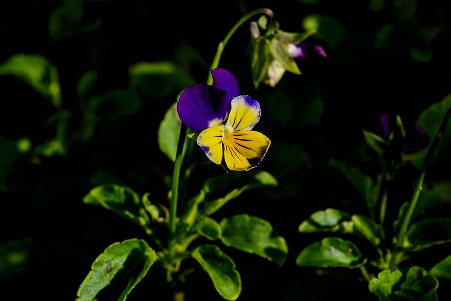 HD wallpaper: pansy, garden, yellow, blue, flowers, nature, plant