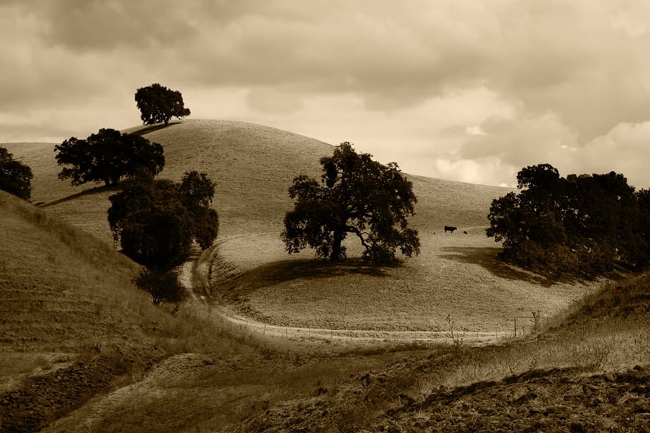 black tree on dessert, sepia, hills, trees, dirt road, gravel HD wallpaper
