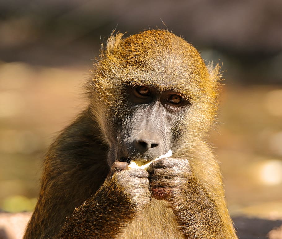 animals, monkey, baboon, sphinx-baboon, primate, young monkey HD wallpaper