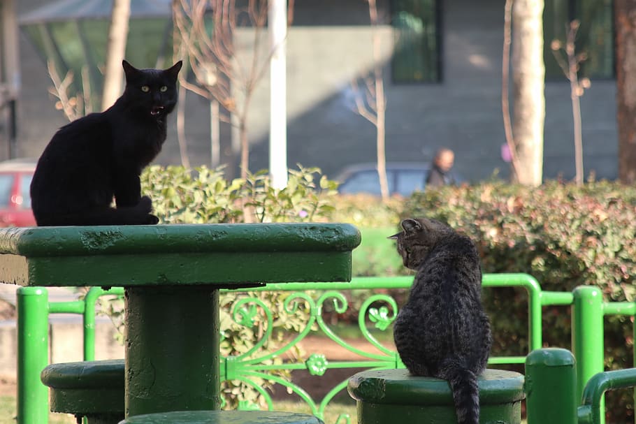 iran, tehran, cat, desk, bench, park, animal themes, mammal HD wallpaper