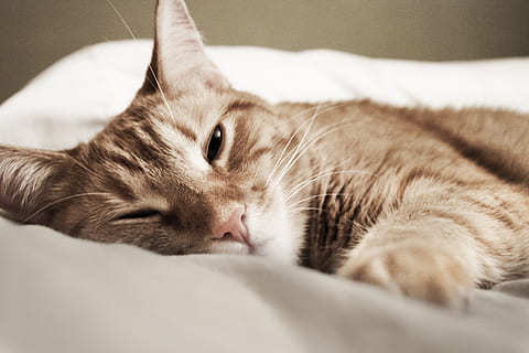 cat, pet, feline, sleeping, comfort, comfortable, cute, orange cat HD wallpaper